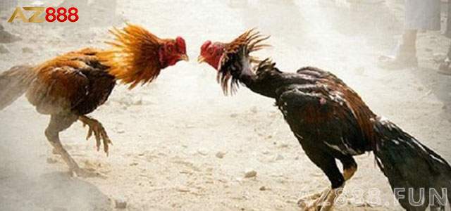 Lựa chọn các loại hình đá gà cựa sắt Lựa chọn các loại hình đá gà cựa sắt