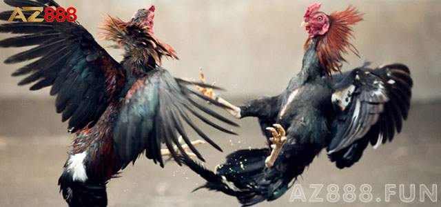 Phương thức tham gia đá gà cựa sắt hiệu quả Phương thức tham gia đá gà cựa sắt hiệu quả