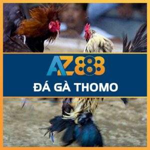 Đá Gà Thomo