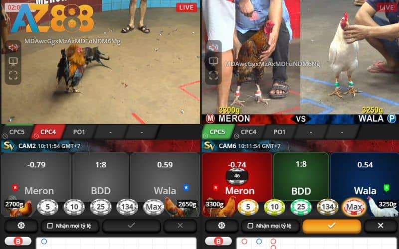 Hướng dẫn chi tiết cách tham gia đặt cược đá gà tại AZ888 Hướng dẫn chi tiết cách tham gia đặt cược đá gà tại AZ888
